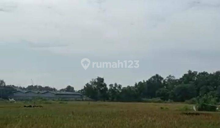 Dijual Tanah Perumahan 5 Ha di Cilangkara Cikarang 700rb M Nego 2