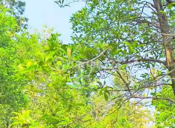 Clove Garden, there are 130 productive trees and 40 Durian trees in Wonosalam Jombang.