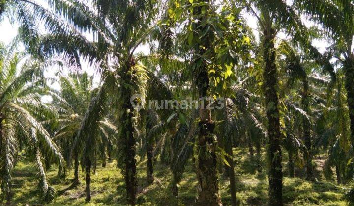 Dijual Tanah Desa Bekulap Berbatasan Dengan Desa Lau Mulgap 2