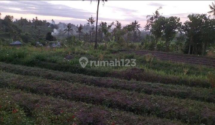 Tanah Sawah Di Singaraja Desa Sambangan Dekat Krisna Adventu 2