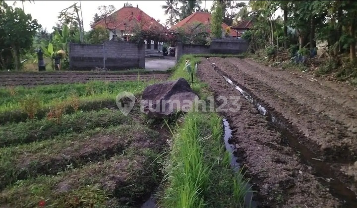 Tanah Sawah Di Singaraja Desa Sambangan Dekat Krisna Adventu 1