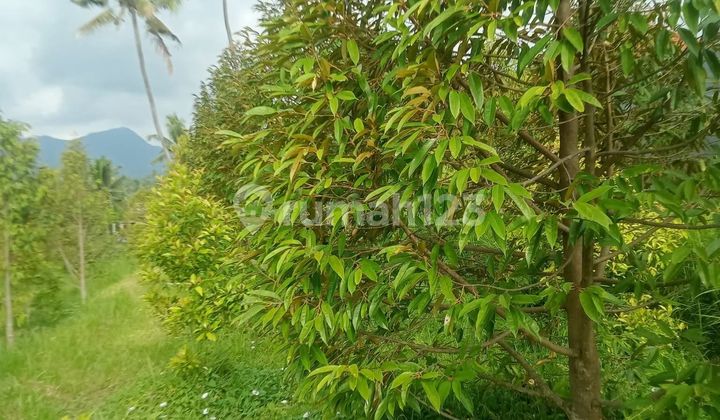 Tanah Kebun Di Sambangan Singaraja Buleleng Dekat Area Wisata 2