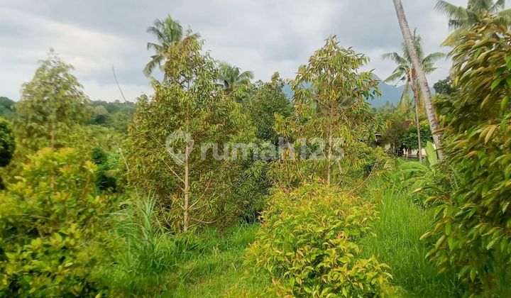 Tanah Kebun Di Sambangan Singaraja Buleleng Dekat Area Wisata 1