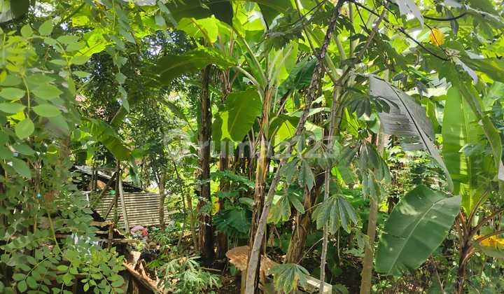 Densely Populated Land in Tembalang 1