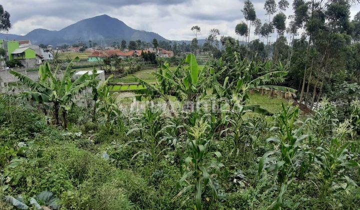 Tanah Pinggir Jalansetrategis Murah Dikawasan Wisata Ciwidey Tanah Pinggir Jalansetrategis Murah Dikawasan Wisata Ciwidey