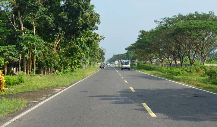 Ter Murah Tanah Jl Daendels Purworejo, Dekat Bandara Yia Jogja 2