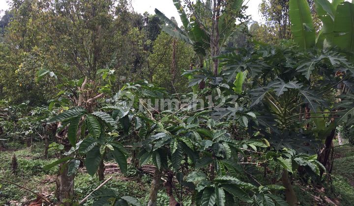 Tanah Perkebunan Kopi 100 Are Di Buleleng 2