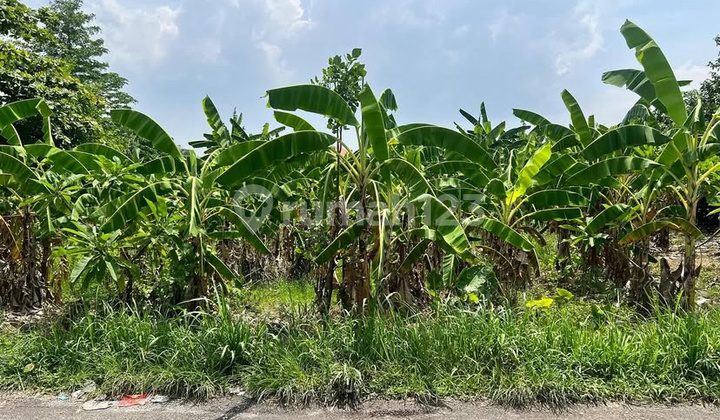 For Sale 1085.0 M² Land with SHM, Rice Field View in Canggu