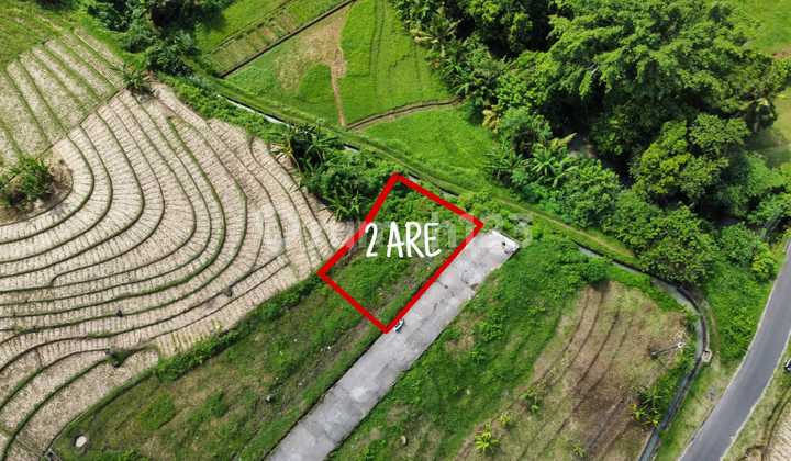 Dijual Tanah Murah Luas 2 Are Di Tabanan Md