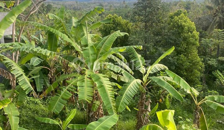 Tanah 6 Are Shm Dekat Pantai Lovina Ls