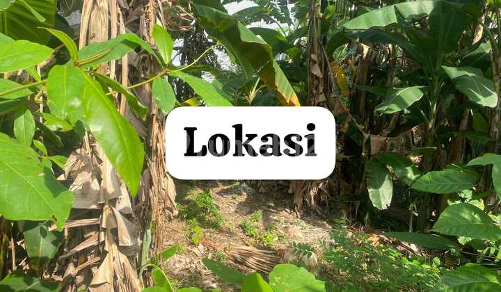 For Rent: 5 Are Rice Field View Land in Tumbak Bayuh, Mengwi District. For Rent: 5 Are Rice Field View Land in Tumbak Bayuh, Mengwi District.