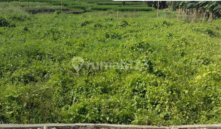 Tanah 13.15 Are Shm View Sawah Di Tumbak Bayuh Md Tanah 13.15 Are Shm View Sawah Di Tumbak Bayuh Md