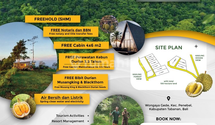 For Sale Land with Sea and Forest View Bonus Durian Seedlings and Cabin