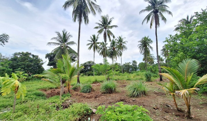 Dijual Tanah Pantai Langka - Pelabuhan Ratu (Pasir Halus)