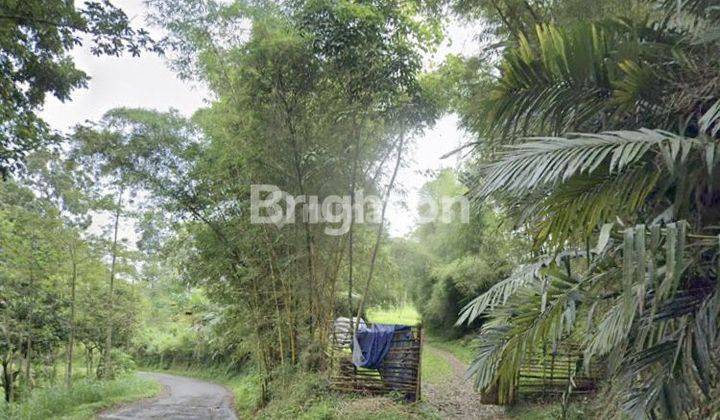 Tanah Perkebunan Puspo Pasuruan Dekat Dengan Bromo Pasuruan 1