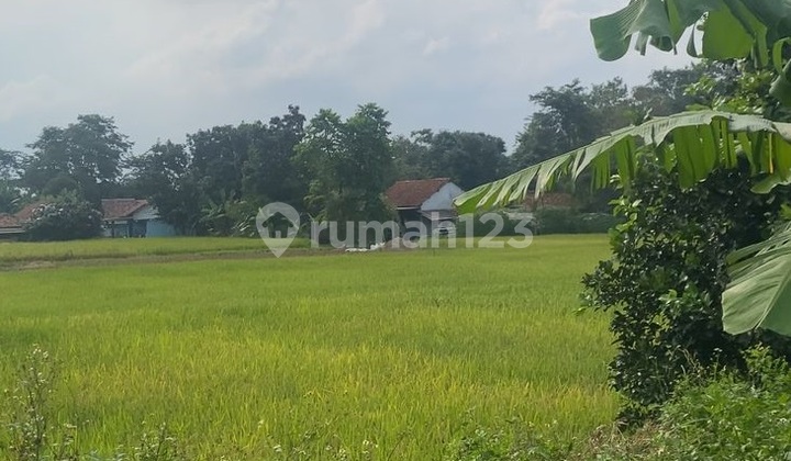 Dijual Murah Tanah Padat Sawah di Legok, Tangerang Dijual Murah Tanah Padat Sawah di Legok, Tangerang