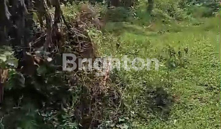 TANAH COCOK BUAT BERKEBUN  1