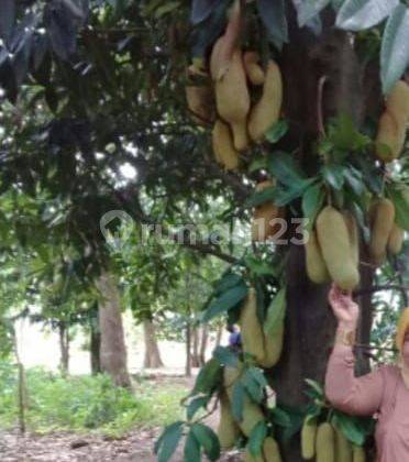 Kebun Cempedak di BANJAR BARU 1