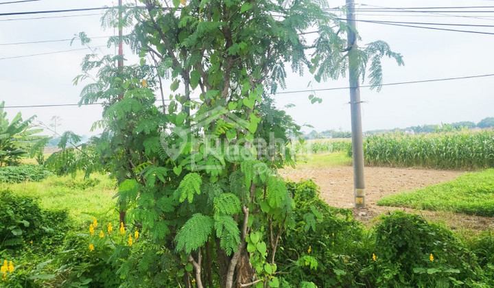 Land in Pantura, Kendal Me Ag 6379