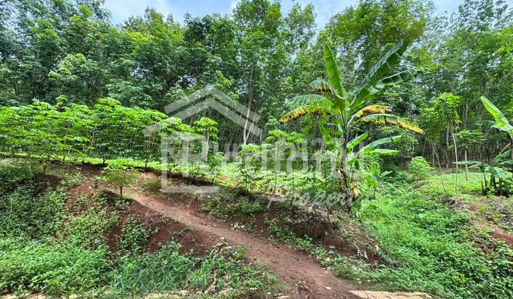 Land in Sambongan, Batang (Si 8373) Land in Sambongan, Batang (Si 8373)