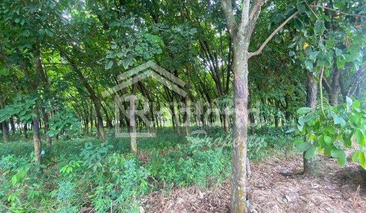 Tanah di Rejosari lebo Gringsing , Batang ( Si 8371 ) Tanah di Rejosari lebo Gringsing , Batang ( Si 8371 )