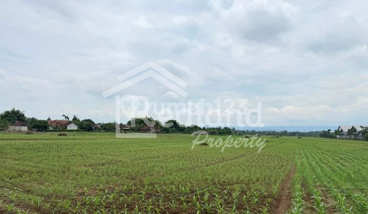 Tanah di Bugel Wetan Pucangrejo , Kendal ( Si 8370 ) Tanah di Bugel Wetan Pucangrejo , Kendal ( Si 8370 )