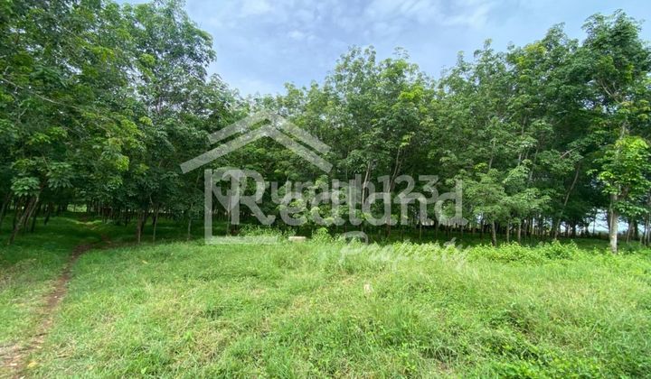 Tanah di Krajan Sawangan , Batang ( Si 8375 )