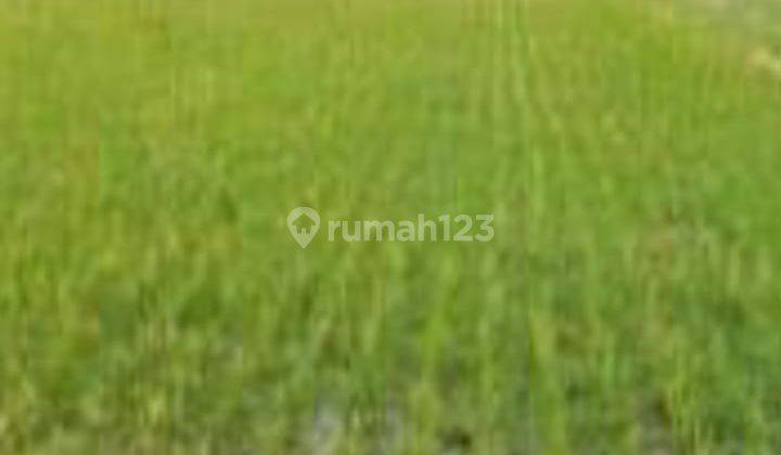 Tanah Zona Kuning di Kalirandu, Petarukan Pemalang SHM 10.000 m² 2