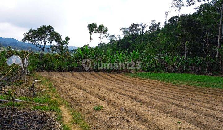 Tanah di Banjar, Munduk Buleleng Bali SHM 10.000 m² View Cantik 1