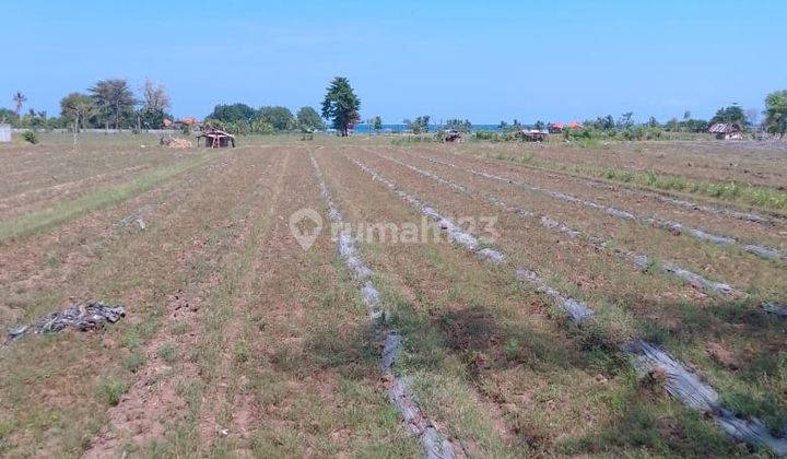 Tanah Loss Pantai di Lovina, Buleleng SHM 4,3 Ha Bandara Baru 1