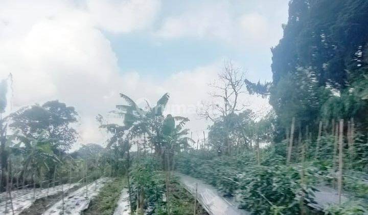 Tanah di Munduk, Buleleng SHM 87,5 Areview Gunung Dan Laut 2