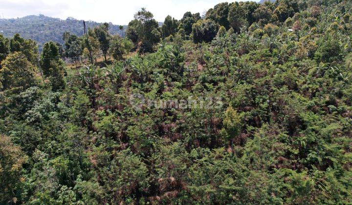 Tanah di Munduk, Buleleng SHM 76 Are View Gunung Perkebunan 2