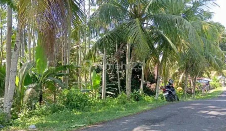 Land in Jembrana, Jembrana Bali SHM 93 Are 1