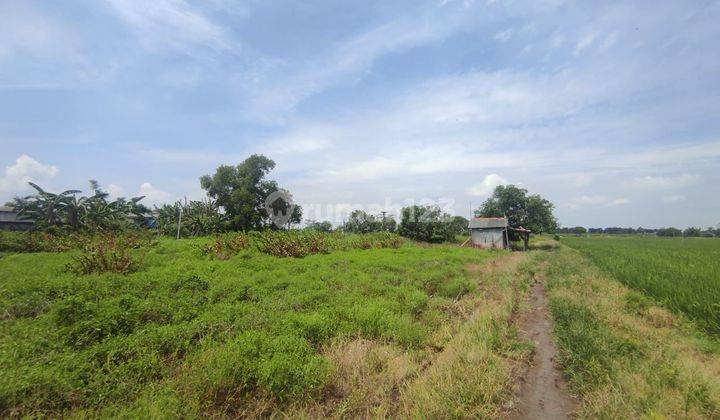 Tanah di Jalur Pantura Losarang Indramayu 1