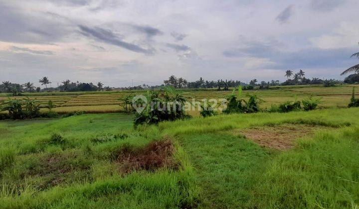 (63). Tanah Lokasi Pesawahan Cocok Untuk Bisnis 2