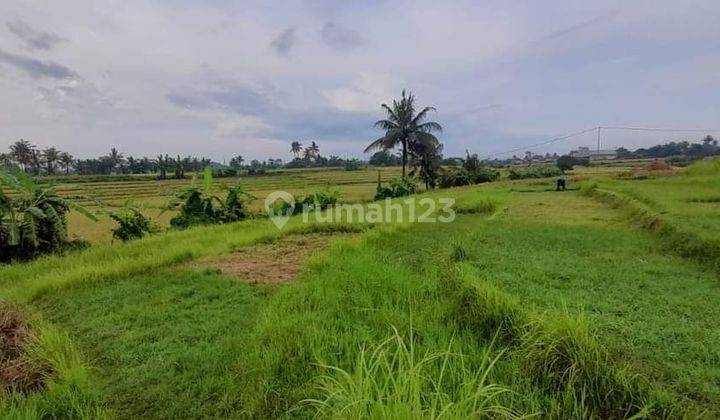 (6). Land Rent With Rice Field View Sitable for villas and hotels 1