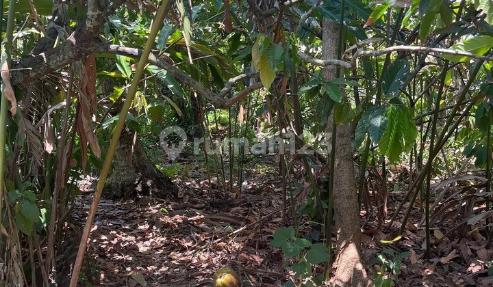 Strategic Land with Yellow Zone Roadside Access, Rice Field View, Lodtunduh