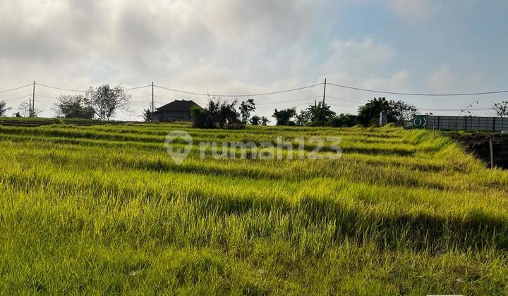 Land 5,5 Are For Leasehold 28 Years In Nyanyi, Tabanan Land 5,5 Are For Leasehold 28 Years In Nyanyi, Tabanan