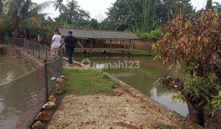 Dijual Tanah Dan Kolam Ikan Di Labuhan Ratu 2