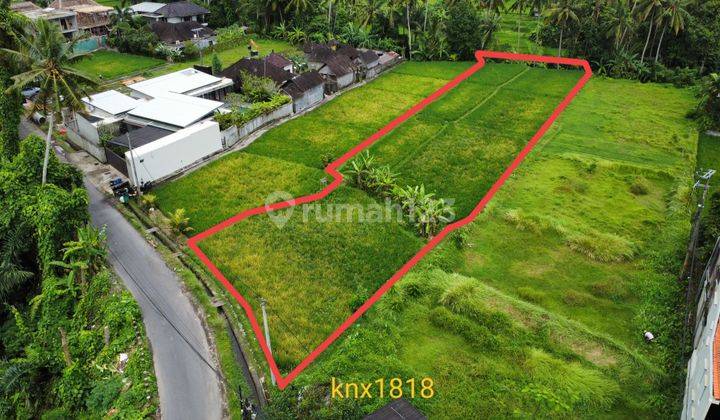 Dikontrakan Tanah Central Ubud 20 Are Premium 1