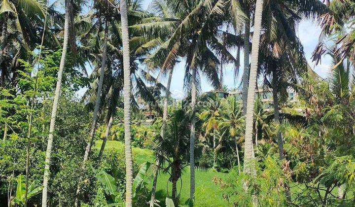 Land with views of rice fields and the Ubud river 1