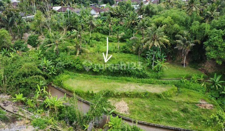 View Sawah, Sungai Dan Hutan UbuD 2