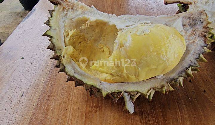 Jual kebun durian di bogor 30 Menit dari Tol Bogor, Sudah berbuah bonus Rumah walet dan Villa Jual kebun durian di bogor 30 Menit dari Tol Bogor, Sudah berbuah bonus Rumah walet dan Villa