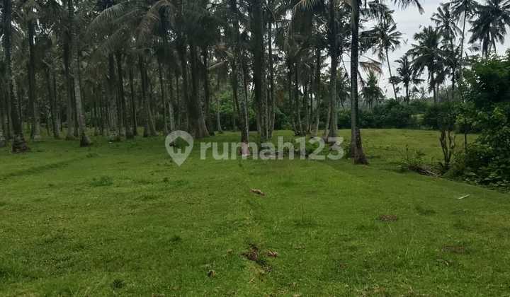 Land Ready to Build with SHM, Only 15 Million/Are in Tabanan Land Ready to Build with SHM, Only 15 Million/Are in Tabanan