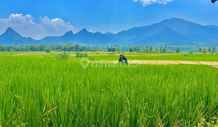 KAVLING SAWAH PRODUKTIF MURAH LOKASI NEMPEL JALAN TRANSYOGI 1