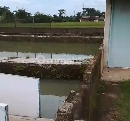 JUAL KOLAM IKAN DI AREA PERSAWAHAN DAERAH CIKOPO PURWAKARTA JAWA BARAT