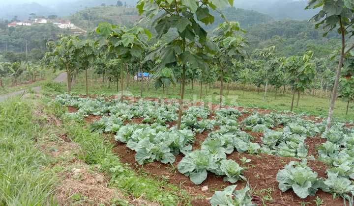 Tanah di Lemahsugih SHM 10000.0 m² Tanah di Lemahsugih SHM 10000.0 m²