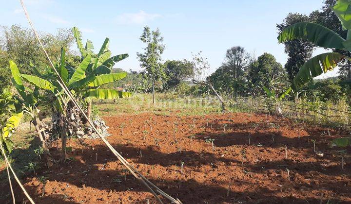 Kavling Luas Cocok Untuk Perkebunan Atau Perumahan Di Ciburuy Bandung 1