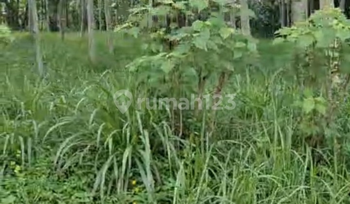 Dijual Tanah Datar 21.600m² Cocok Untuk Perumahan, Gudang Atau Tempat Wisata/rekreasi 2