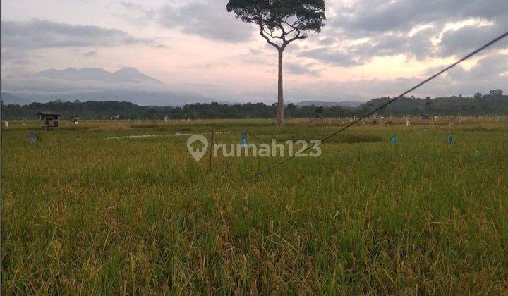 Tanah Sawah Sangat Luas Harga Menarik Di Mekarsari, Serang 2